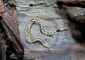 Kenyan sand boa snake, aka Old world sand boas is nonvenomous snake