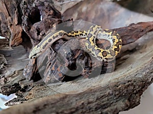 Kenyan sand boa snake, aka Old world sand boas is nonvenomous snake