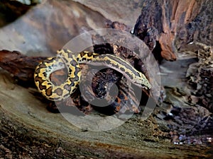 Kenyan sand boa snake, aka Old world sand boas is nonvenomous snake