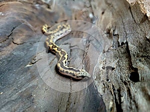 Kenyan sand boa snake, aka Old world sand boas is nonvenomous snake