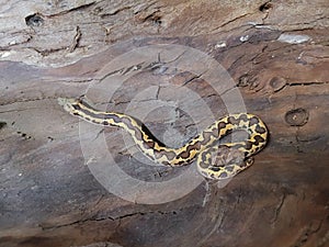 Kenyan sand boa snake, aka Old world sand boas is nonvenomous snake