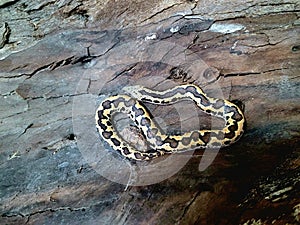 Kenyan sand boa snake, aka Old world sand boas is nonvenomous snake