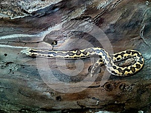 Kenyan sand boa snake, aka Old world sand boas is nonvenomous snake