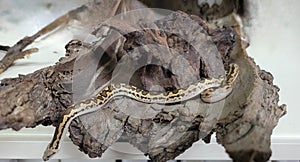 Kenyan sand boa snake, aka Old world sand boas is nonvenomous snake