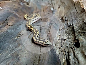 Kenyan sand boa snake, aka Old world sand boas is nonvenomous snake photo