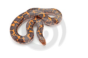 Kenyan sand Boas isolated on white background