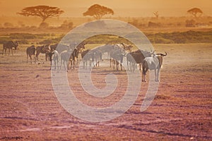 Kenyan savanna landscape with herd of wildebeests