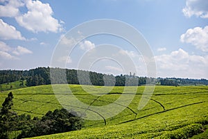 Kenya Landscapes Tea Leaves Farm Farming Plantations Fields Meadows Agriculture Agribusiness Travel Documentary In Limuru Kiambu