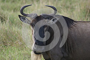 Kenyan Wildebeest