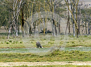 Kenyan wildlife