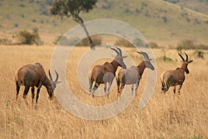 Kenyan Wildlife