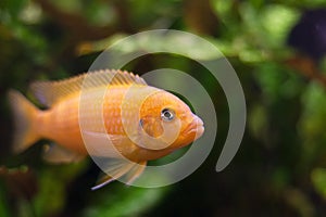 Kenyi cichlid Maylandia lombardoi aquarium fish.