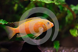 Kenyi cichlid Maylandia lombardoi aquarium fish