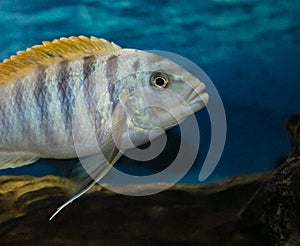 Kenyi Cichlid Maylandia Lombardoi Aquarium Fish. Film Grain Effect. The Concept of Comfort at Home