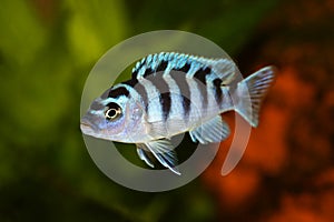 Kenyi or Kennyi cichlid Maylandia lombardoi aquarium fish