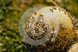 Kepel fruits or burahol (Stelechocarpus burahol), on the tree trunk with black ants