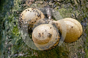Kepel fruits or burahol (Stelechocarpus burahol), on the tree trunk with black ants