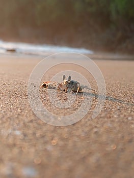 Kepiting hantu sitting on the sand at sunset at konang beach Trenggalek, Indonesia