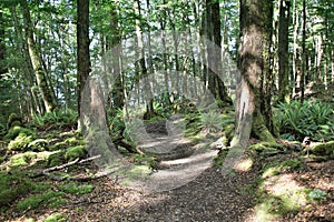 Kepler Track