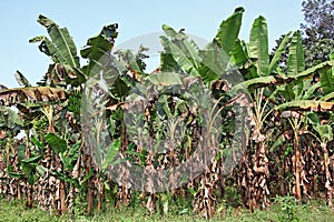 Kerala Banana Plantation