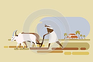 An Indian farmer plows the paddy field using bullocks