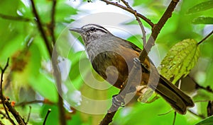 Kerala laughing thrush photo taken from Munnar in kerala, India.