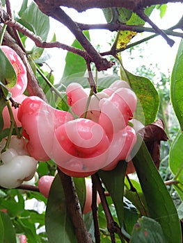 Kerala Malayali fames
