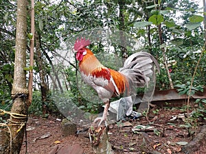 Kerala native rooster. Colour like ash then kerala peoples called & x27;chara poovan& x27; its Malayalam words