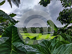 Kerala's paddy fields after rain