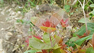 Kerala Tourism - Idukki Flowers & Plants