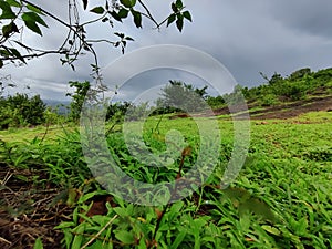 Kerala tourist destination meadows green plants under the rain cloudy sky from Posadi Gumpe hill station