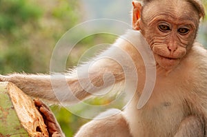 Keralan Macaque Enjoying a Keralan Coconut in India