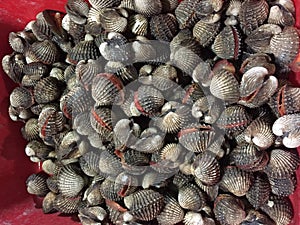 Kerang Dara