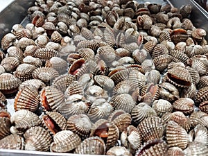 Kerang dara or kerang darah & x28;Anadara granosa& x29;. commonly consumed by Asian people. Natural abstract background.