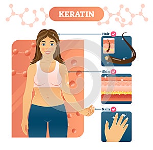 Keratin vector illustration. Hair, skin and nails example on woman.