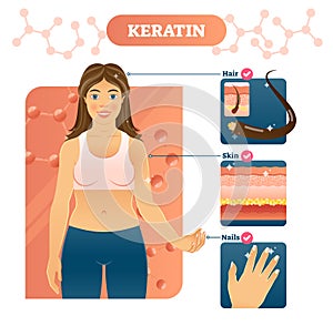 Keratin vector illustration. Hair, skin and nails example on woman. photo