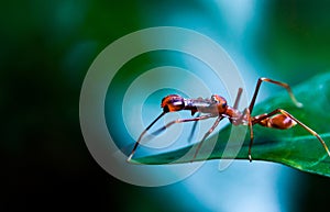 Kerengga Ant-like jumper or Myrmaplata plataleoides photo