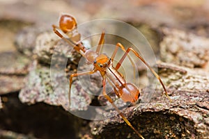 Kerengga ant-like jumper spider