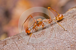 Kerengga ant-like jumper spider
