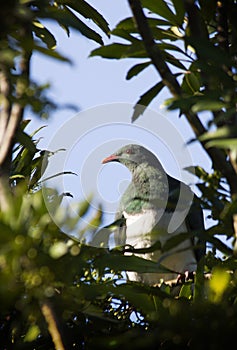 Kereru