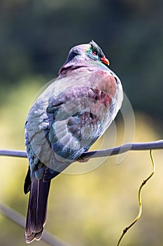 Kereru New Zealand Endemic Pigeon photo