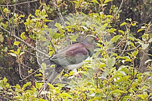 Kereru or New Zealand Wood Pigeon in the bush of Stewart Island, New Zealand.