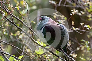 Kereru Wood Pigeon, New Zealand, Sitting On Branch
