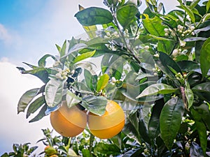 Kerikeri navel oranges on citrus tree with flowers in orchard in