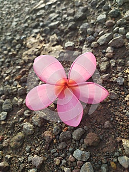 Kerikil batu bunga pink lucu photo