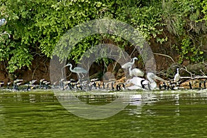 Kerkini lake birds life photo