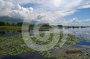 Kerkini lake during early spring with water lily photo