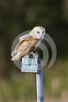 Kerkuil, Barn Owl, Tyto alba