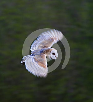 Kerkuil, Barn Owl, Tyto alba