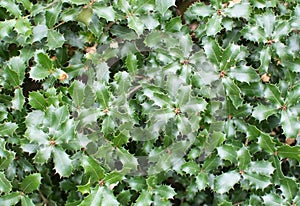 Kermes oak prickly leaves